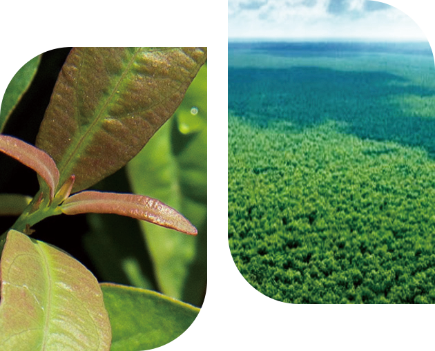 <strong>EcoCosy® fibres</strong><em>are made from trees from sustainablymanaged and renewable plantations</em>